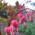 Dicentra spectabilis 2